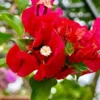 Buy Chili red bougainvillea plant from nursery nisarga