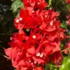 Buy Chili red bougainvillea plant from nursery nisarga