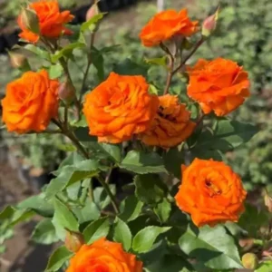Buy Creeping, Climbing Rose Plant (Orange) online at nursery nisarga