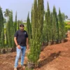 Buy Pencil Pine Cypress "Cone Shape", Cupressus Sempervirens 'glauca' - 5 plants in 1 pot from Nursery Nisarga