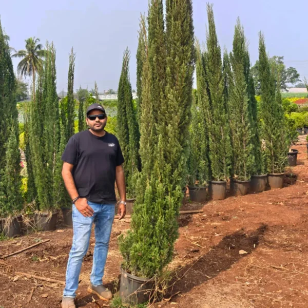 Buy Pencil Pine Cypress "Cone Shape", Cupressus Sempervirens 'glauca' - 5 plants in 1 pot from Nursery Nisarga