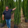 Buy Pencil Pine Cypress "Cone Shape", Cupressus Sempervirens 'glauca' - 5 plants in 1 pot from Nursery Nisarga