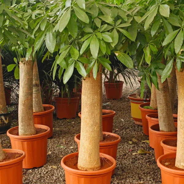 Buy Pachira Aquatica Money Tree, "Single Shoot Thick Stem" - Plant from Nursery Nisarga
