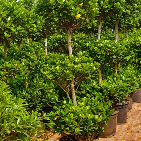 Buy Ficus Moclame "3 Step" Topiary - Plant from Nursery Nisarga