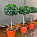 Buy Ficus Microcarpa "Single Ball" - Plant from Nursery Nisarga