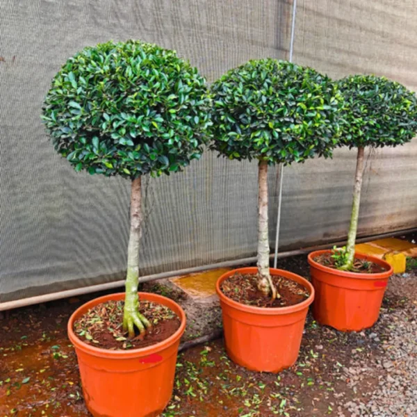 Buy Ficus Microcarpa "Single Ball" - Plant from Nursery Nisarga
