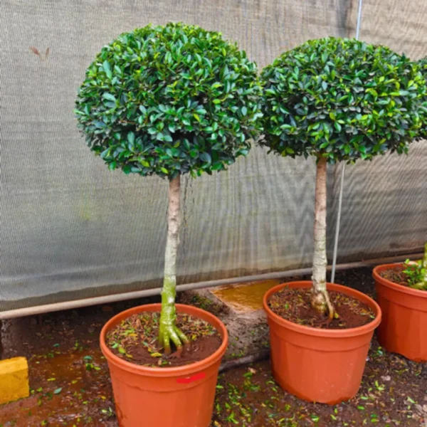 Buy Ficus Microcarpa "Single Ball" - Plant from Nursery Nisarga