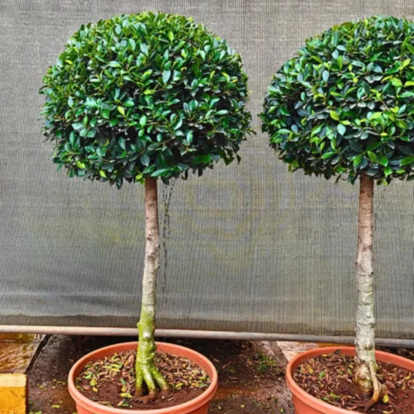 Buy Ficus Microcarpa "Single Ball" - Plant from Nursery Nisarga