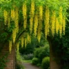 Buy Golden Chain Tree, Laburnum Anagyroides - plant from Nursery Nisarga