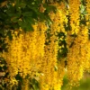 Buy Golden Chain Tree, Laburnum Anagyroides - plant from Nursery Nisarga