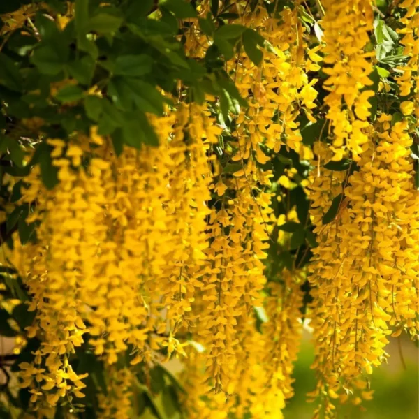 Buy Golden Chain Tree, Laburnum Anagyroides - plant from Nursery Nisarga