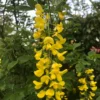Buy Golden Chain Tree, Laburnum Anagyroides - plant from Nursery Nisarga