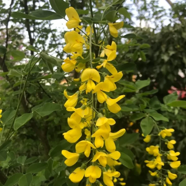 Buy Golden Chain Tree, Laburnum Anagyroides - plant from Nursery Nisarga
