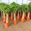 Buy Pachira Aquatica Money Tree, "Single Shoot Thick Stem" - Plant from Nursery Nisarga