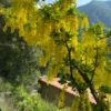 Buy Golden Chain Tree, Laburnum Anagyroides - plant from Nursery Nisarga