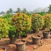 Buy Eugenia Ficus Ball, Syzygium Paniculatum - Plant from Nursery Nisarga