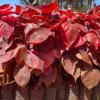 Buy Acalypha Red "wilkesiana" - Plant from Nursery Nisarga