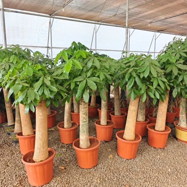 Buy Pachira Aquatica Money Tree, "Single Shoot Thick Stem" - Plant from Nursery Nisarga