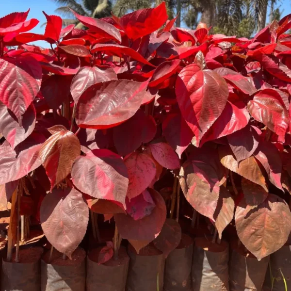 Buy Acalypha Red "wilkesiana" - Plant from Nursery Nisarga
