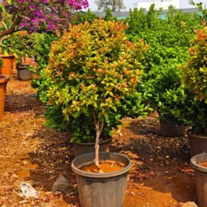 Buy Eugenia Ficus Ball, Syzygium Paniculatum - Plant from Nursery Nisarga