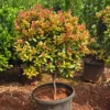 Buy Eugenia Ficus Ball, Syzygium Paniculatum - Plant from Nursery Nisarga