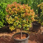Buy Eugenia Ficus Ball, Syzygium Paniculatum - Plant from Nursery Nisarga