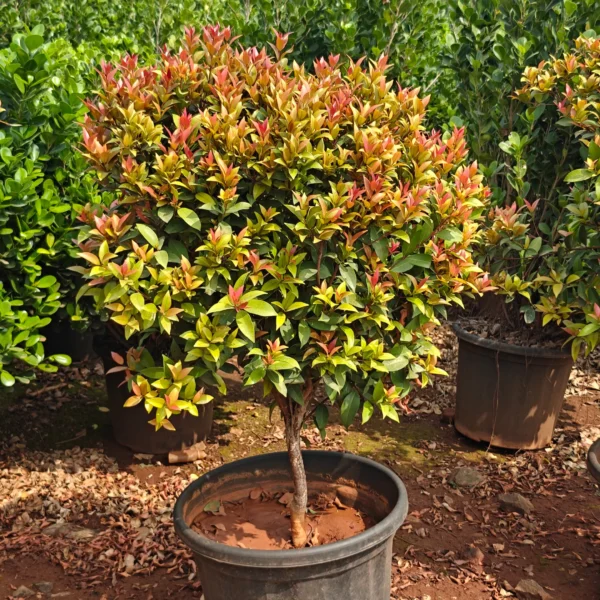 Buy Eugenia Ficus Ball, Syzygium Paniculatum - Plant from Nursery Nisarga