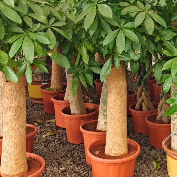 Buy Pachira Aquatica Money Tree, "Single Shoot Thick Stem" - Plant from Nursery Nisarga
