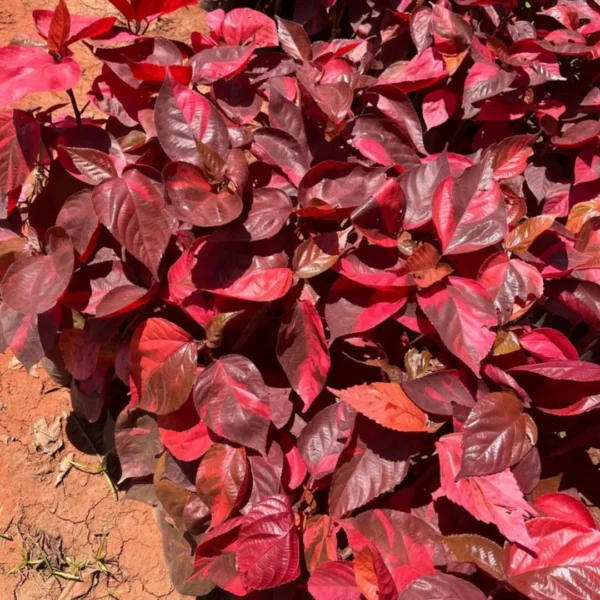 Buy Acalypha Red "wilkesiana" - Plant from Nursery Nisarga