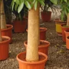 Buy Pachira Aquatica Money Tree, "Single Shoot Thick Stem" - Plant from Nursery Nisarga