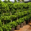 Buy Ficus Moclame "3 Step" Topiary - Plant from Nursery Nisarga