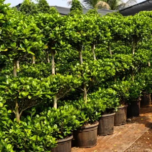 Buy Ficus Moclame "3 Step" Topiary - Plant from Nursery Nisarga