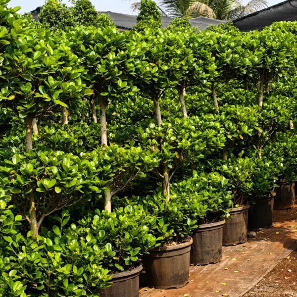 Buy Ficus Moclame "3 Step" Topiary - Plant from Nursery Nisarga
