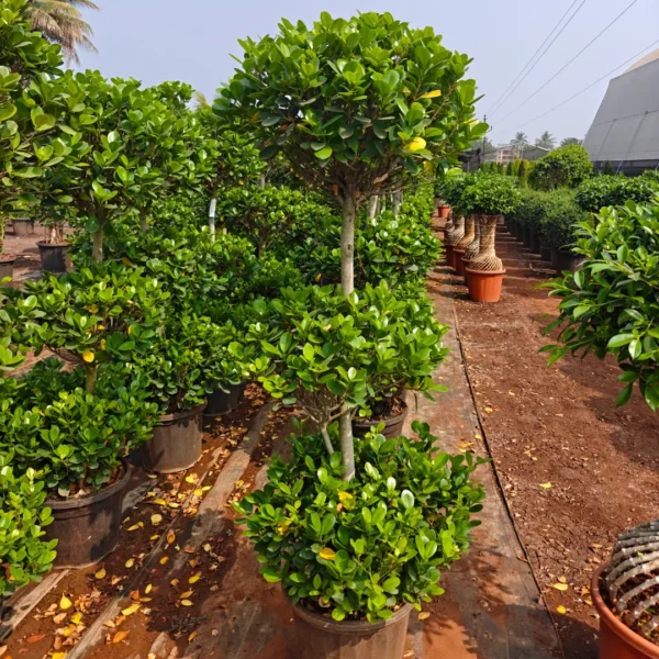 Buy Ficus Moclame "3 Step" Topiary - Plant from Nursery Nisarga