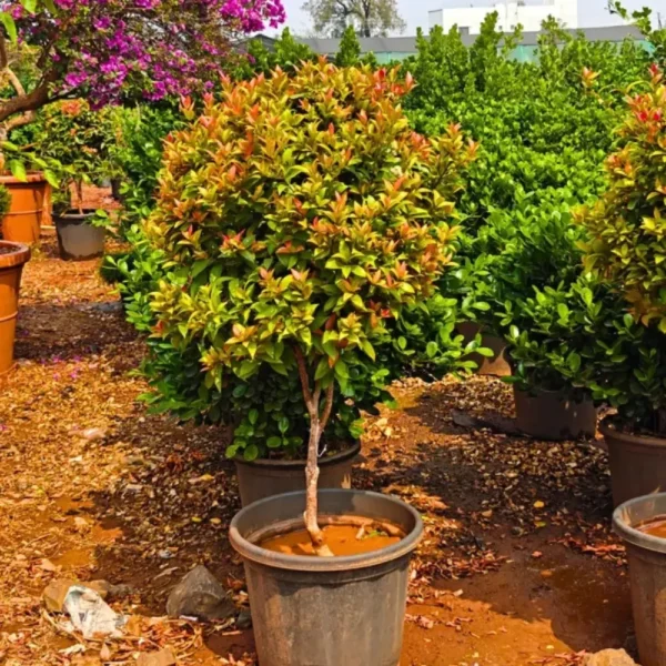 Buy Eugenia Ficus Ball, Syzygium Paniculatum - Plant from Nursery Nisarga