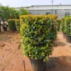 Buy Eugenia Ficus "Square Shape", Syzygium Paniculatum - Plant from Nursery Nisarga