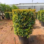 Buy Eugenia Ficus "Square Shape", Syzygium Paniculatum - Plant from Nursery Nisarga