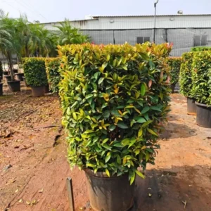 Buy Eugenia Ficus "Square Shape", Syzygium Paniculatum - Plant from Nursery Nisarga