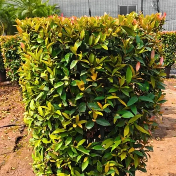 Buy Eugenia Ficus "Square Shape", Syzygium Paniculatum - Plant from Nursery Nisarga
