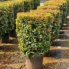 Buy Eugenia Ficus "Square Shape", Syzygium Paniculatum - Plant from Nursery Nisarga