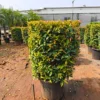 Buy Eugenia Ficus "Square Shape", Syzygium Paniculatum - Plant from Nursery Nisarga