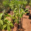 Buy Golden Chain Tree, Laburnum Anagyroides - plant from Nursery Nisarga