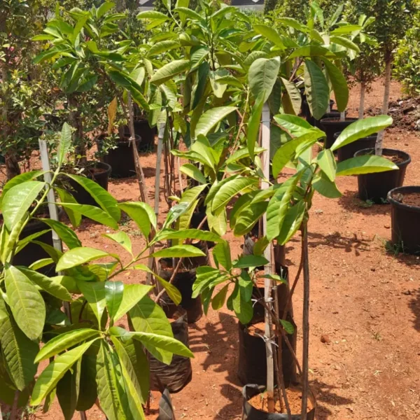 Buy Golden Chain Tree, Laburnum Anagyroides - plant from Nursery Nisarga