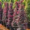 Buy Loropetalum Cone Shape | Chinese fringe flower – Plant from Nursery Nisarga
