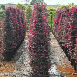 Buy Loropetalum Cone Shape | Chinese fringe flower – Plant from Nursery Nisarga