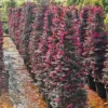 Buy Loropetalum Cone Shape | Chinese fringe flower – Plant from Nursery Nisarga