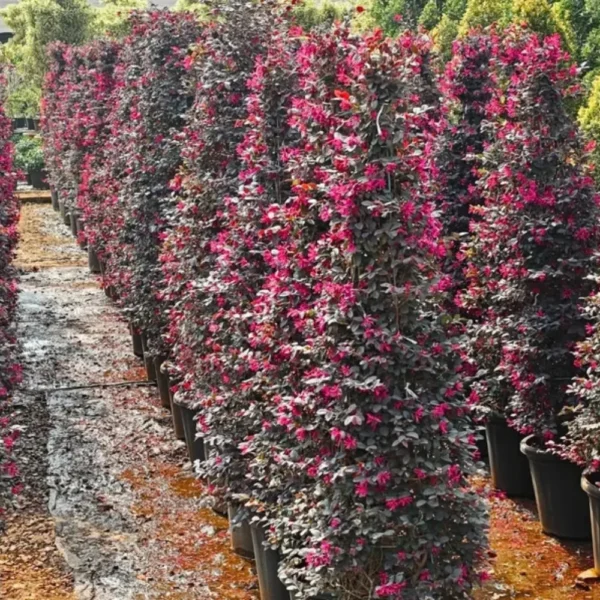 Buy Loropetalum Cone Shape | Chinese fringe flower – Plant from Nursery Nisarga