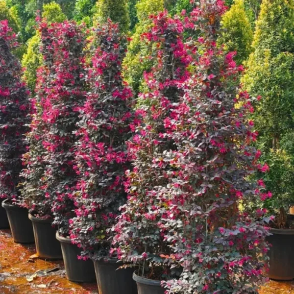 Buy Loropetalum Cone Shape | Chinese fringe flower – Plant from Nursery Nisarga