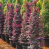 Buy Loropetalum Cone Shape | Chinese fringe flower – Plant from Nursery Nisarga