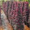 Buy Loropetalum Cone Shape | Chinese fringe flower – Plant from Nursery Nisarga